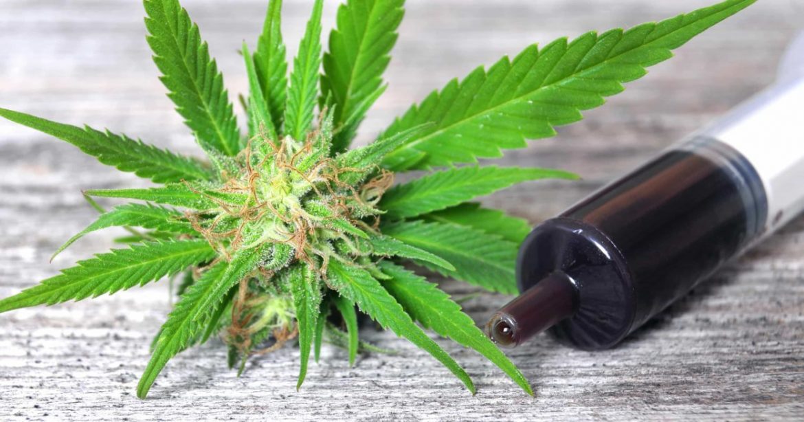 Everything that you should know about cannabis